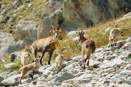 Et si votre prochaine randonnée aidait à protéger les bouquetins de la Vanoise ?